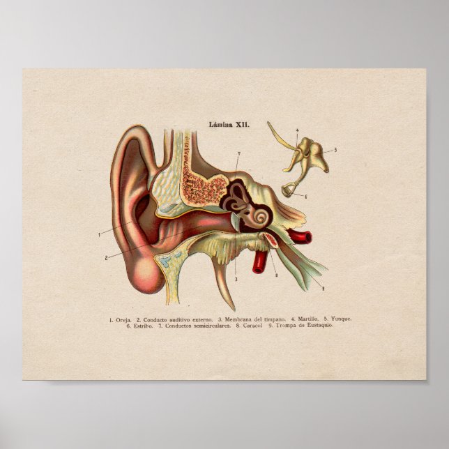 Spanish Vintage Anatomy Print Ear (Front)