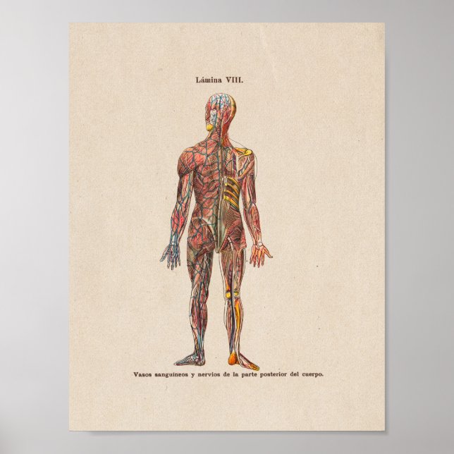 Spanish Vintage Anatomy Print Nervous System (Front)