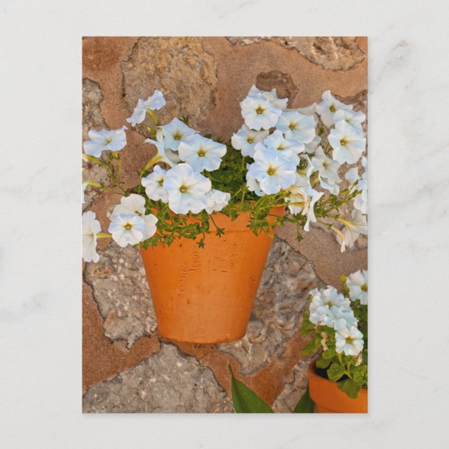 Spanish Wall Postcard (Front)