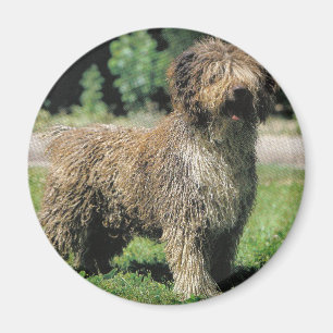 Spanish water dog magnet