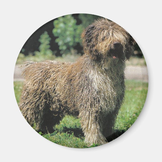 Spanish water dog magnet (Front)
