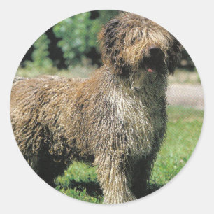 Spanish water dog stickers
