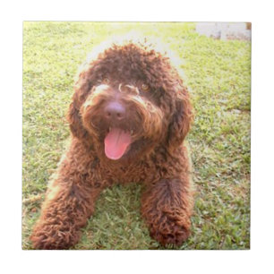 spanish water dog w toy.png tile