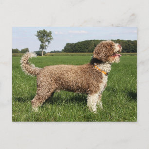spanish waterdog postcard