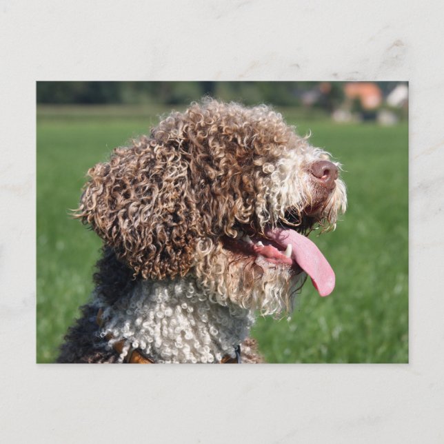 spanish waterdog postcard (Front)