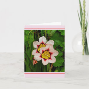 Sparaxis flowers  card