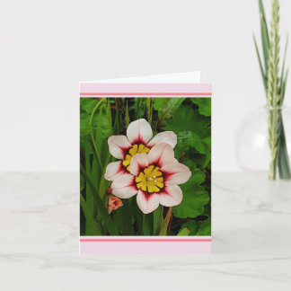 Sparaxis flowers card
