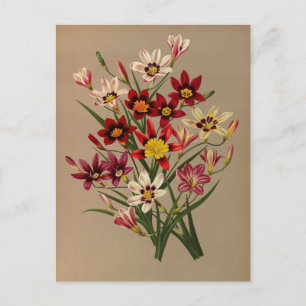 Sparaxis Tricolor Varr. by Arentina Arendsen Postcard