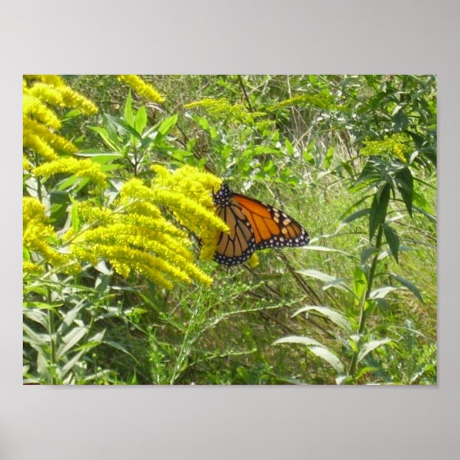 Spare the rod spoil the butterfly poster (Front)