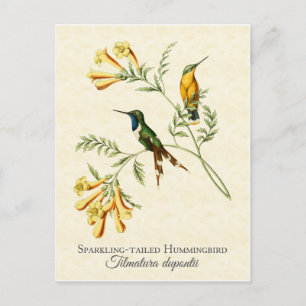 Sparkling Tailed Hummingbird Vintage Art Postcard