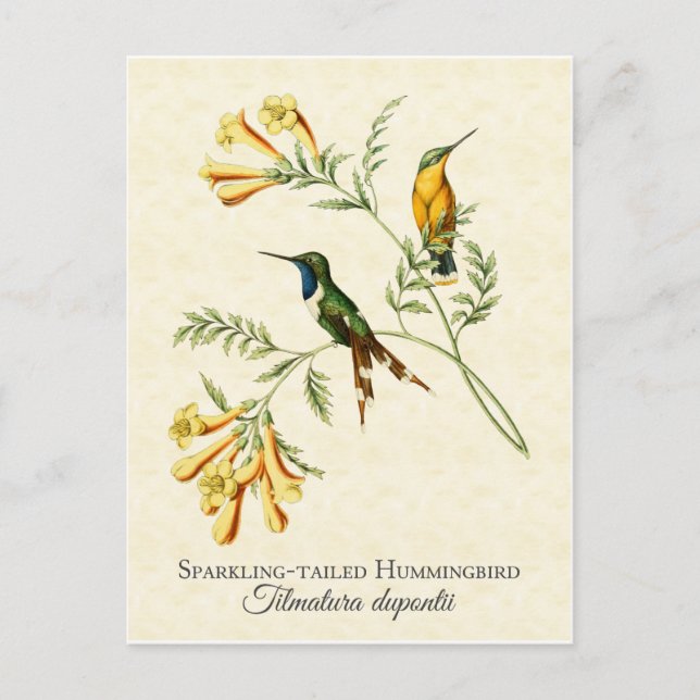 Sparkling Tailed Hummingbird Vintage Art Postcard (Front)
