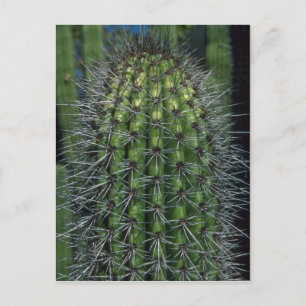 Sparkling Thorns Postcard