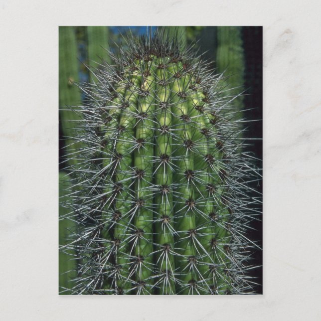 Sparkling Thorns Postcard (Front)