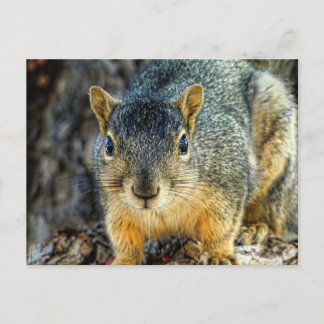 Sparky the Squirrel Postcard