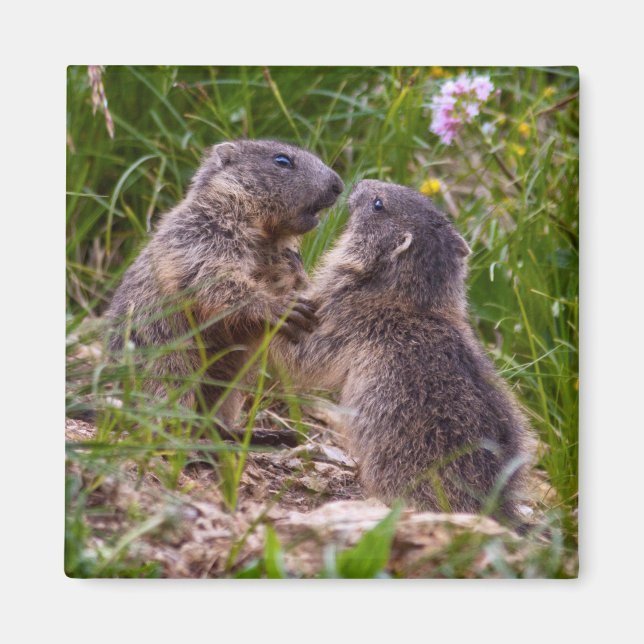 Sparring Partners Magnet (Front)