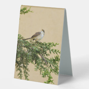 Sparrow