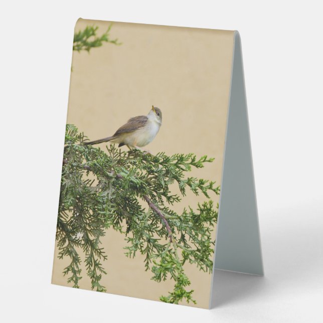 Sparrow  (Front)