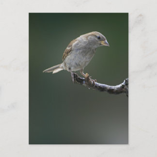 Sparrow 1 postcard