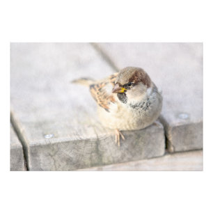 Sparrow - After The Transatlantic Photo Print