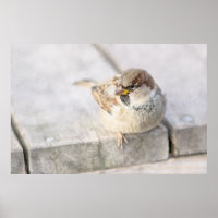 Sparrow - After The Transatlantic