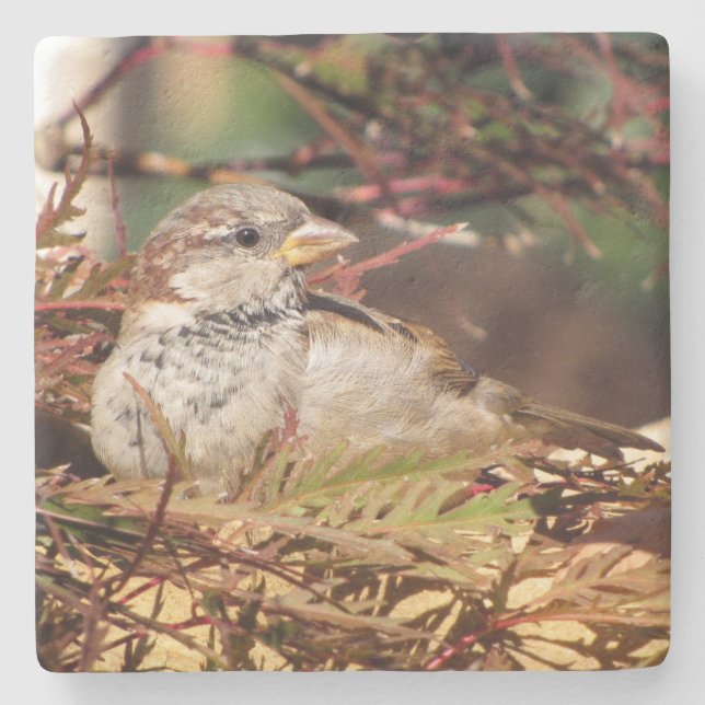 Sparrow - Backyard Bird Series -   Coaster (Front)