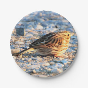 Sparrow Bird Paper Plate