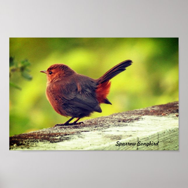 Sparrow Bird Perched Poster (Front)