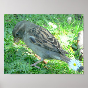 Sparrow bird poster
