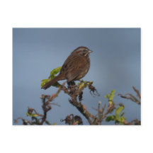 Sparrow Blue Sky Postcard