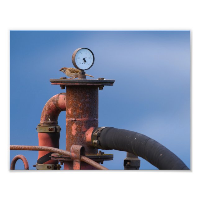 Sparrow checking air pressure before takeoff! photo print (Front)