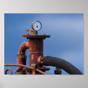 Sparrow checking air pressure poster
