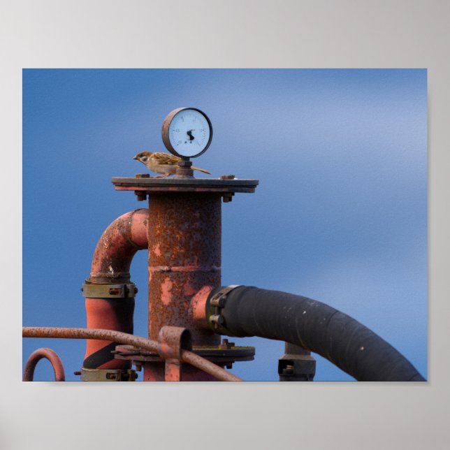 Sparrow checking air pressure poster (Front)