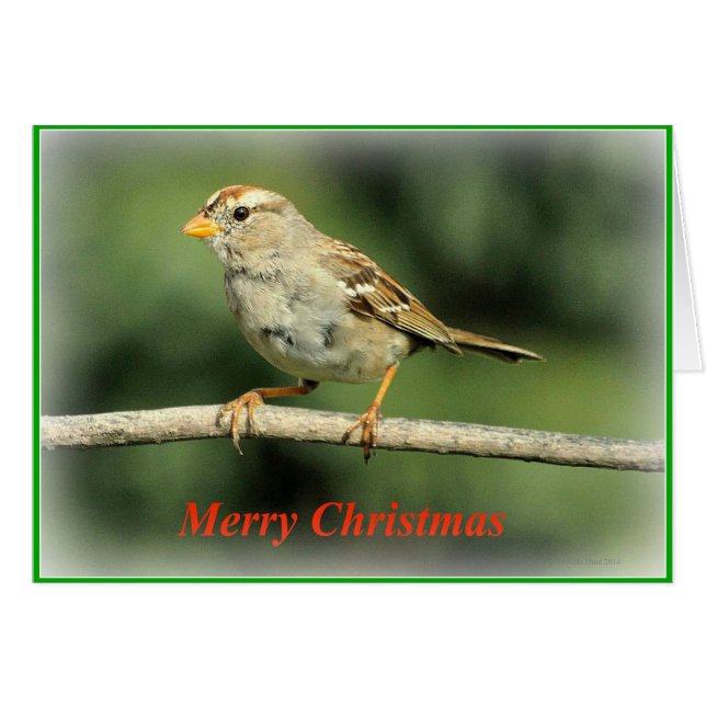 Sparrow Christmas Card (Front Horizontal)