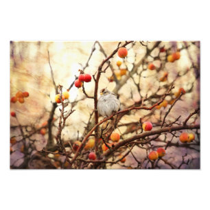 Sparrow in a Crab Apple Tree Photo Print
