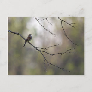 Sparrow in a Forest Scene Postcard
