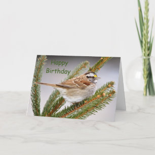 Sparrow in a pine tree card