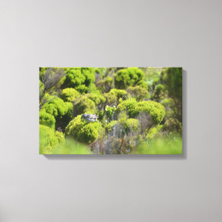 Sparrow In Brush Canvas Print