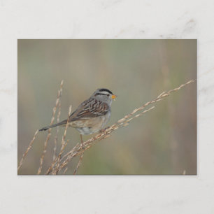 Sparrow in the Grass 2 postcard