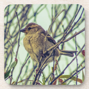 Sparrow in Tree Coaster