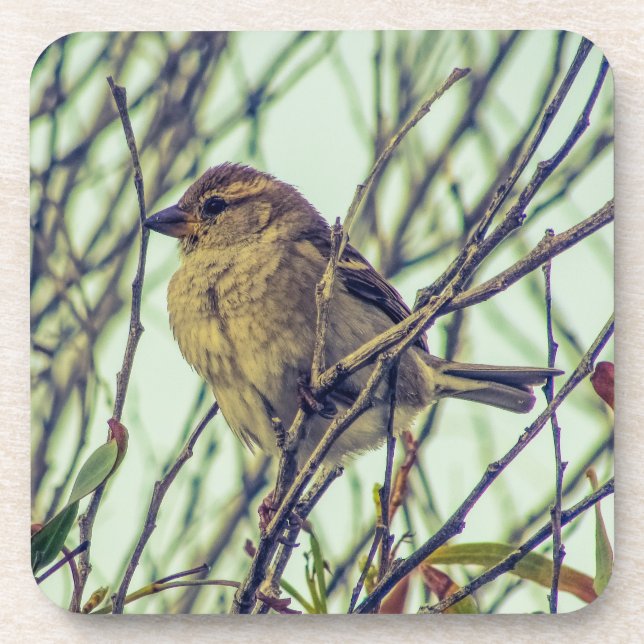 Sparrow in Tree Coaster (Front)