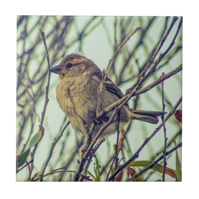 Sparrow in Tree Tile (Front)
