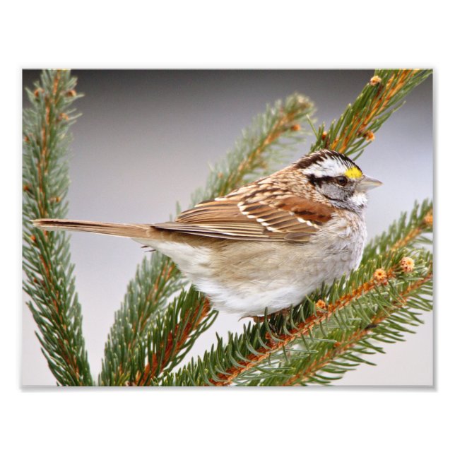 Sparrow in Winter Photo Print (Front)