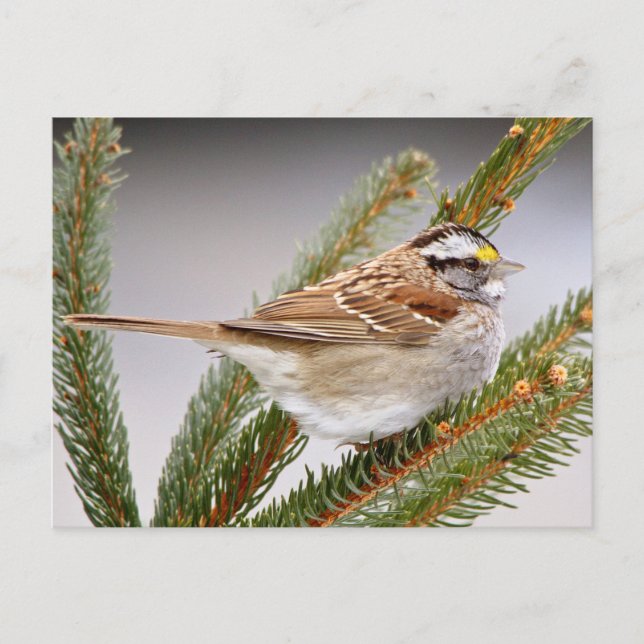 Sparrow in Winter Postcard (Front)