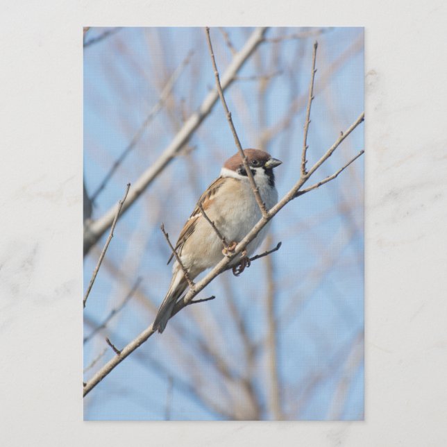 Sparrow Invitation (Front)