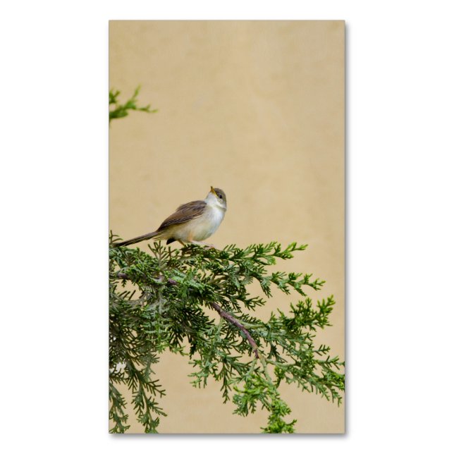 Sparrow  	Magnetic business card (Front Vertical)