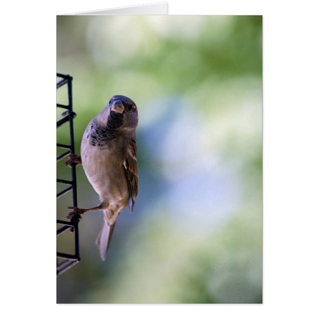 Sparrow Moment for Me (Front)