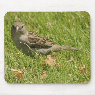 sparrow mouse mat