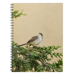 Sparrow Notebook
