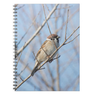 Sparrow Notebook