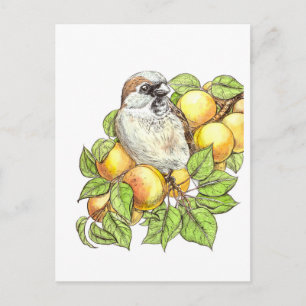 Sparrow on an apricot branch postcard